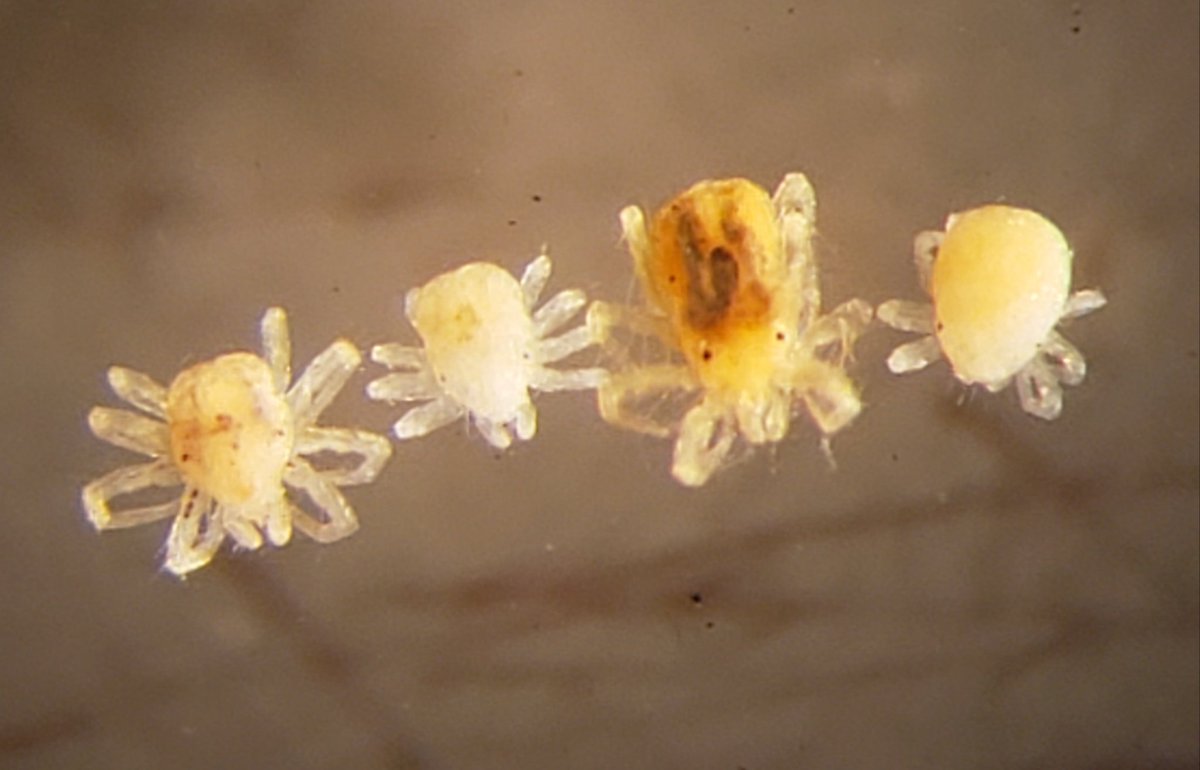 Mossworm1's tweet image. oh u like music? name three of their albums