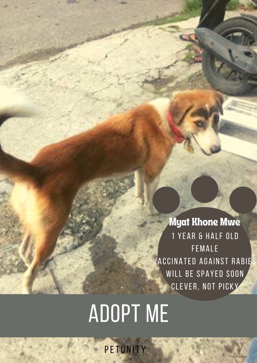 Petunitymm's tweet photo. Adopt Me
Xx
Would you be my new owner?
Name: Myat Khone Mwe (Eye Brow)
DM us if you'd like to adopt her. 

Profile of Myat Khone Mwe: https://t.co/JCRpnIpo8X

#Mandalay #ChanAyeTharZan #dog #adoption #AdoptMe #Petunity #Myanmar #pet #adoptdontshop https://t.co/G4aDY6a7fa