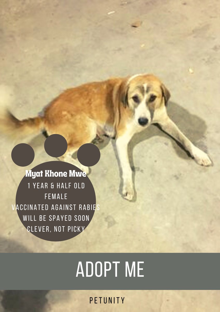 Petunitymm's tweet photo. Adopt Me
Xx
Would you be my new owner?
Name: Myat Khone Mwe (Eye Brow)
DM us if you'd like to adopt her. 

Profile of Myat Khone Mwe: https://t.co/JCRpnIpo8X

#Mandalay #ChanAyeTharZan #dog #adoption #AdoptMe #Petunity #Myanmar #pet #adoptdontshop https://t.co/G4aDY6a7fa