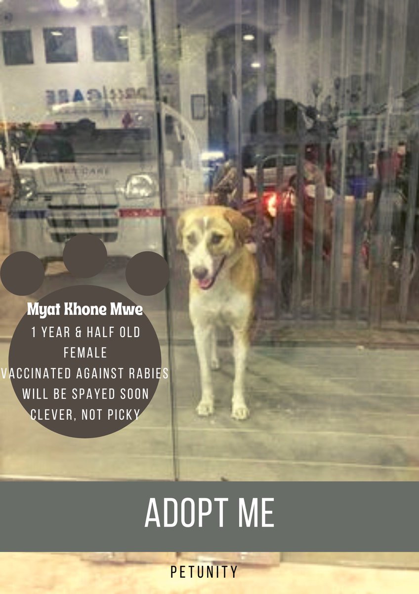 Petunitymm's tweet photo. Adopt Me
Xx
Would you be my new owner?
Name: Myat Khone Mwe (Eye Brow)
DM us if you'd like to adopt her. 

Profile of Myat Khone Mwe: https://t.co/JCRpnIpo8X

#Mandalay #ChanAyeTharZan #dog #adoption #AdoptMe #Petunity #Myanmar #pet #adoptdontshop https://t.co/G4aDY6a7fa