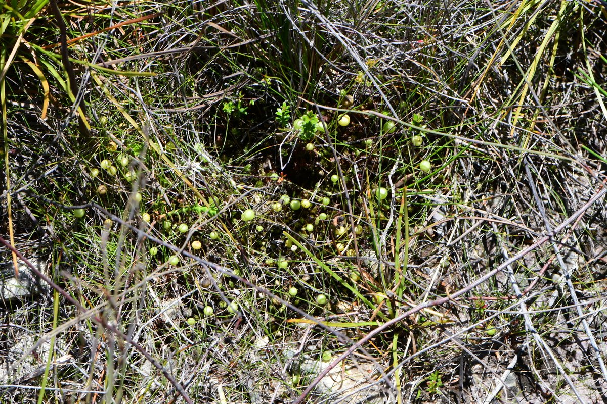 JoeySantore's tweet photo. The Tasmanian endemic moss, Pleurophascum grandiglobum. The inflated globular capsules will later turn orange &amp; split open to release spores. This peculiar &amp; lovely bastard resembles a carpet of jewel-like green beads hiding amongst the sedges of its acidic peat habitat. https://t.co/6GwUsj8B1W