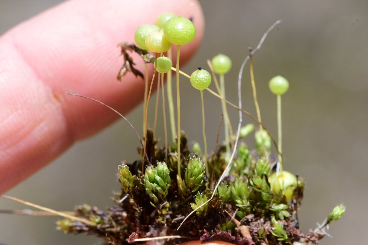 JoeySantore's tweet photo. The Tasmanian endemic moss, Pleurophascum grandiglobum. The inflated globular capsules will later turn orange &amp; split open to release spores. This peculiar &amp; lovely bastard resembles a carpet of jewel-like green beads hiding amongst the sedges of its acidic peat habitat. https://t.co/6GwUsj8B1W