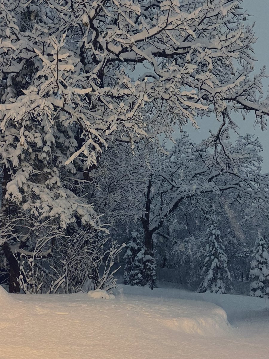 Laurin🕊 tweet media