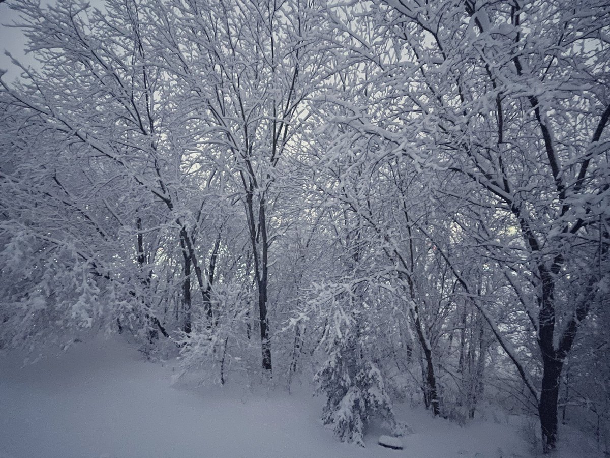 Laurin🕊 tweet media