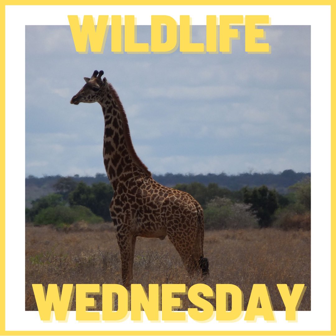 🦒Wildlife Wednesday🦒

When in Kenya, trustee Diana’s favourite animal to spot is a giraffe. Here’s a photo she took back in 2015! 

#giraffe #wildlifewednesday #wildlifephotography #animal #kenya #africa