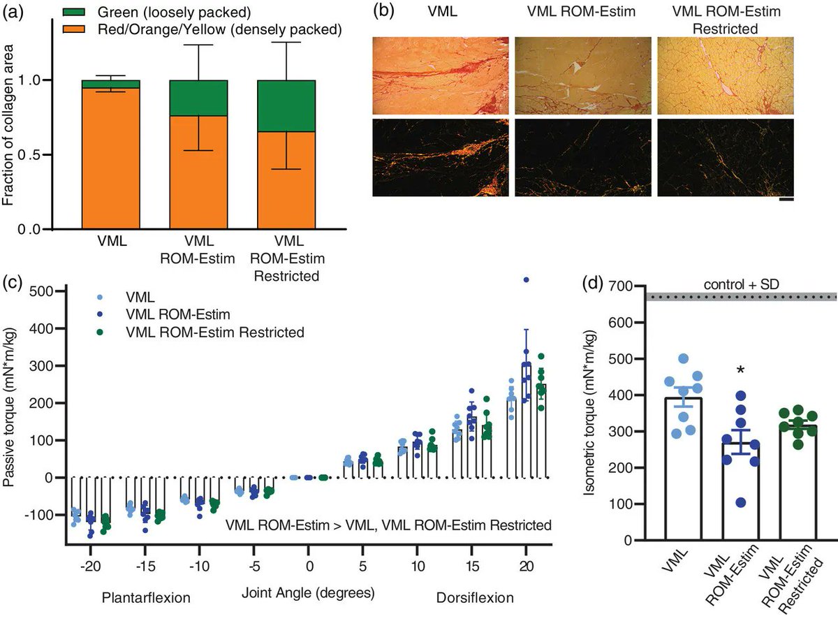 <a href="/Alec_basten/">Alec Basten</a>, <a href="/craymondpope/">Christiana Raymond-Pope, PhD</a>, Hoffman, Greising (<a href="/UMNKinesiology/">U of MN Kinesiology</a>) and @jarrod_call (Physiology and Pharmacology, <a href="/universityofga/">UGA</a>) show how muscle function is not benefitted by electrical stimulation with range of motion after a muscle loss injury!
📜buff.ly/3GfNvdP