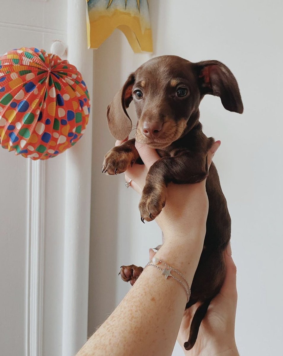 bareboneschoc's tweet photo. @CCfunkandsoul Our little mascot, Bones! https://t.co/7DBVxUgNwU