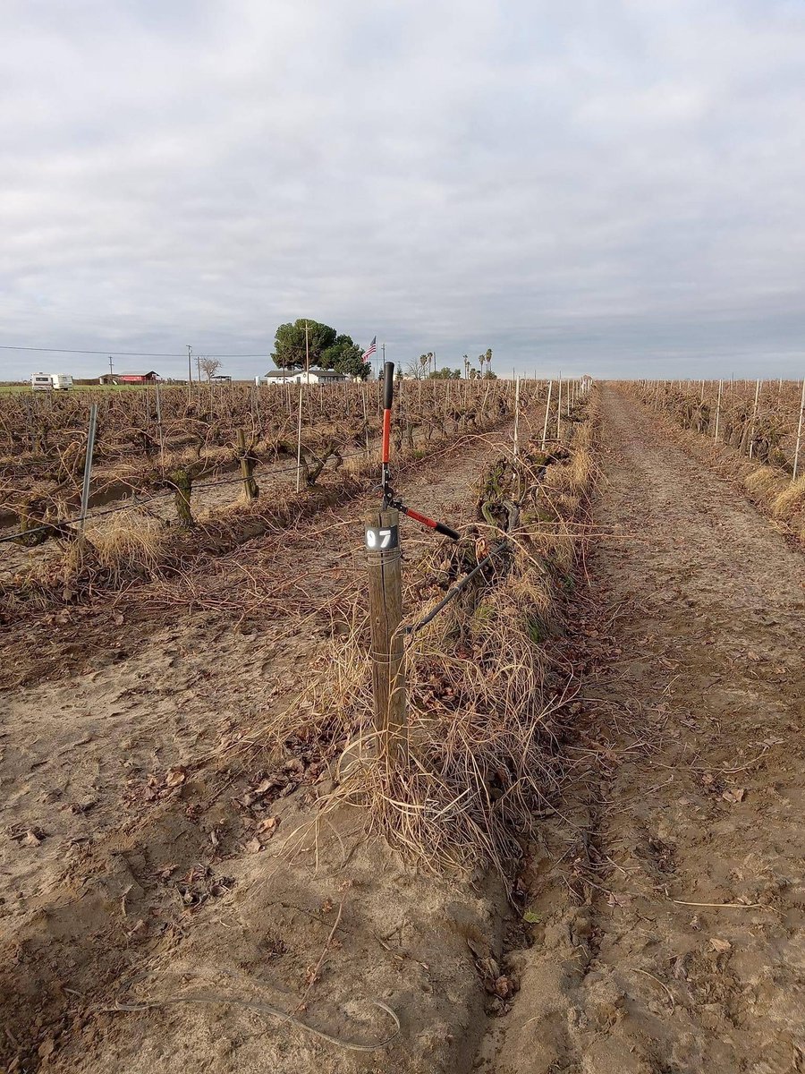UFWupdates's tweet photo. Daniel is getting ready to prune these grapevines in Selma CA. Each finished vine will earn him 35 cents so he takes care to sharpen his shears and works quickly through each row. Each row is about 100 vines and he averages 4 rows a day. #WeFeedYou https://t.co/JSXaPSldOp