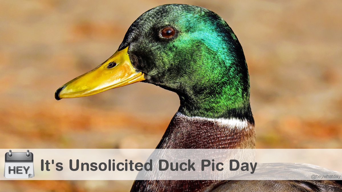 It's International Unsolicited Duck Pic Day! 
#InternationalUnsolicitedDuckPicDay #UnsolicitedDuckPicDay #RateMyDuck