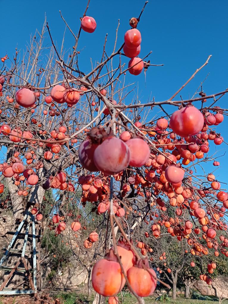 Caquis #frutadetemporada #arbolesfrutales