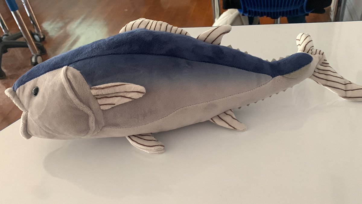 FurryAmoeba's tweet photo. Tuna in da school‼️‼️

Tuna in da school‼️‼️

Tuna in da school‼️‼️ https://t.co/P8Di6o422Z