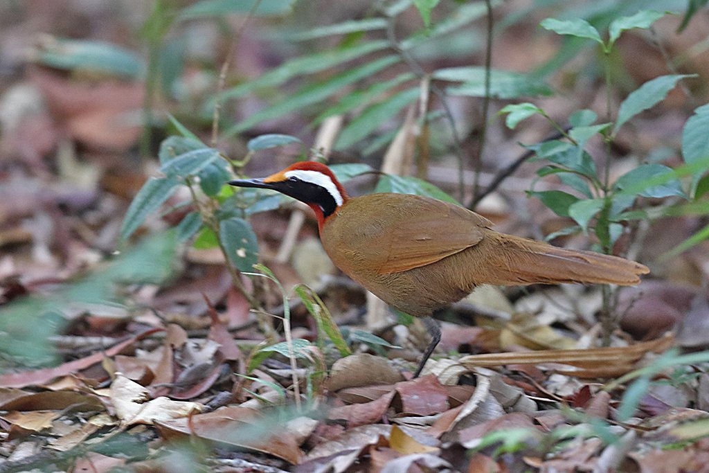 An update on our tours, our peninsular Malaysia 17-27 April is now going ahead as scheduled. This is your chance to see the charismatic Rail-babbler, the sole member of it's family. Photograph taken on a previos Birdfinders tour.
