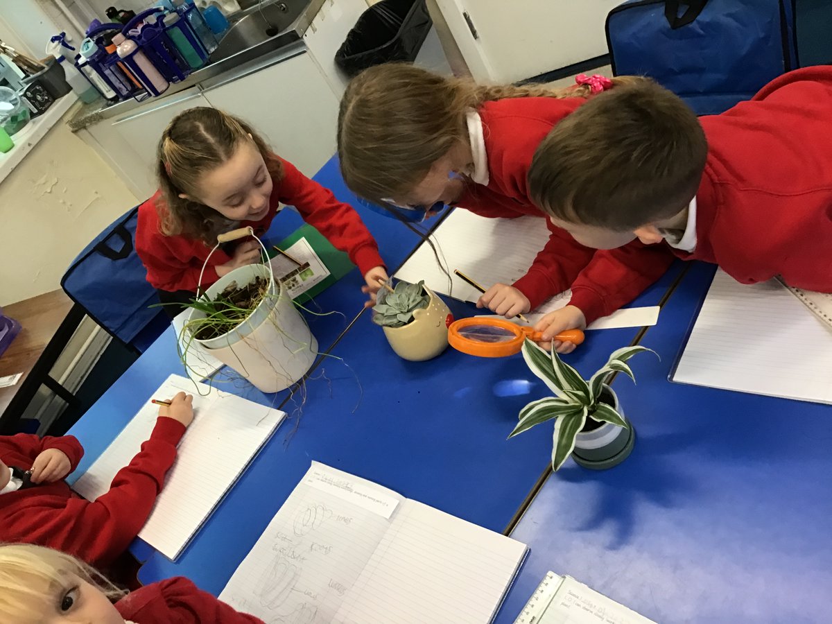 PSMPrimary's tweet photo. First day of Term 3 in Year 2. Today during science we worked scientifically and observed, drew and named parts of a plant. #psmps #fun #science #plants #drawing #naming #observation #year2 #term3 https://t.co/hUvvgvuW19