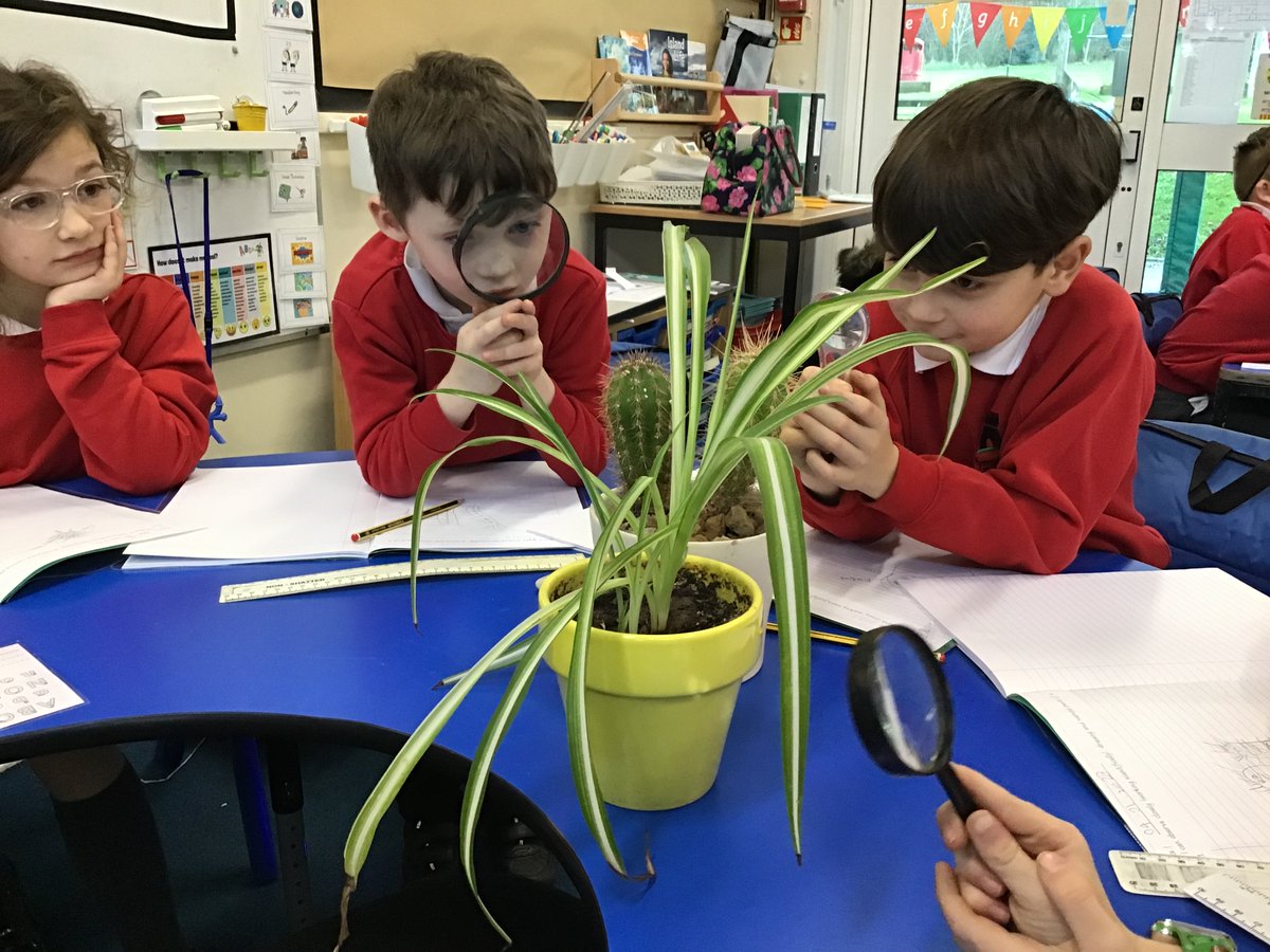 PSMPrimary's tweet photo. First day of Term 3 in Year 2. Today during science we worked scientifically and observed, drew and named parts of a plant. #psmps #fun #science #plants #drawing #naming #observation #year2 #term3 https://t.co/hUvvgvuW19