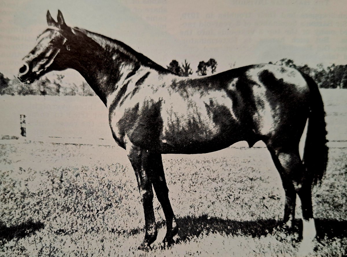 HORSERACING1002's tweet photo. THE PORTER🇺🇸1915
(SWEEP - BALLET GIRL BY ST. LEONARDS)
#ThePorter
Stakes winner 🏆. Sired 34 sw. 1937 leading sire. Stood McLean Stud, Mare's Nest Stud. https://t.co/38is5B4NgK