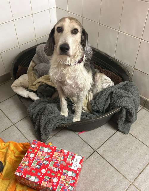 Can Dogs Live Outside In Uk