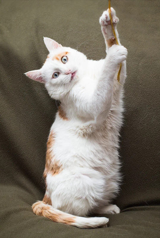 zverikivdar's tweet photo. #Москва
Котик Мякиш ищет дом! ❤️🐾
Мякиш - молодой красивый голубоглазый котик. Очень мягкий и спокойный. Здоров, кастрирован. 
Туалет только в лоток, без проблем в содержании и уходе. Отдаем только ответственным людям, чтобы кот не оказался снова на улице. 
8-964-620-57-72 Ирина https://t.co/ALlEOXnEdx