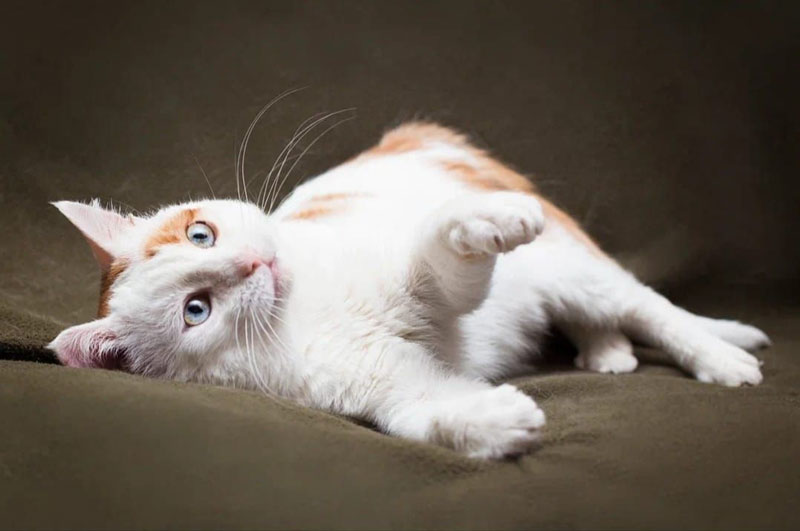 zverikivdar's tweet photo. #Москва
Котик Мякиш ищет дом! ❤️🐾
Мякиш - молодой красивый голубоглазый котик. Очень мягкий и спокойный. Здоров, кастрирован. 
Туалет только в лоток, без проблем в содержании и уходе. Отдаем только ответственным людям, чтобы кот не оказался снова на улице. 
8-964-620-57-72 Ирина https://t.co/ALlEOXnEdx
