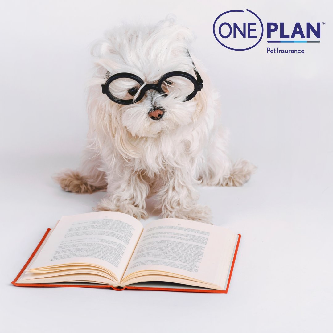 OnePlanPet's tweet image. Do you think you are a boffin when it comes to all things dogs?

If so, take our quiz and share your results with us in the comments section below:

take.quiz-maker.com/QJR2D9A29
.
.
.
#dogbehaviour #dogknowledge #dogquiz #quiz #oneplanpetinsurance #oneplanpet #oneplanpets #oneplan