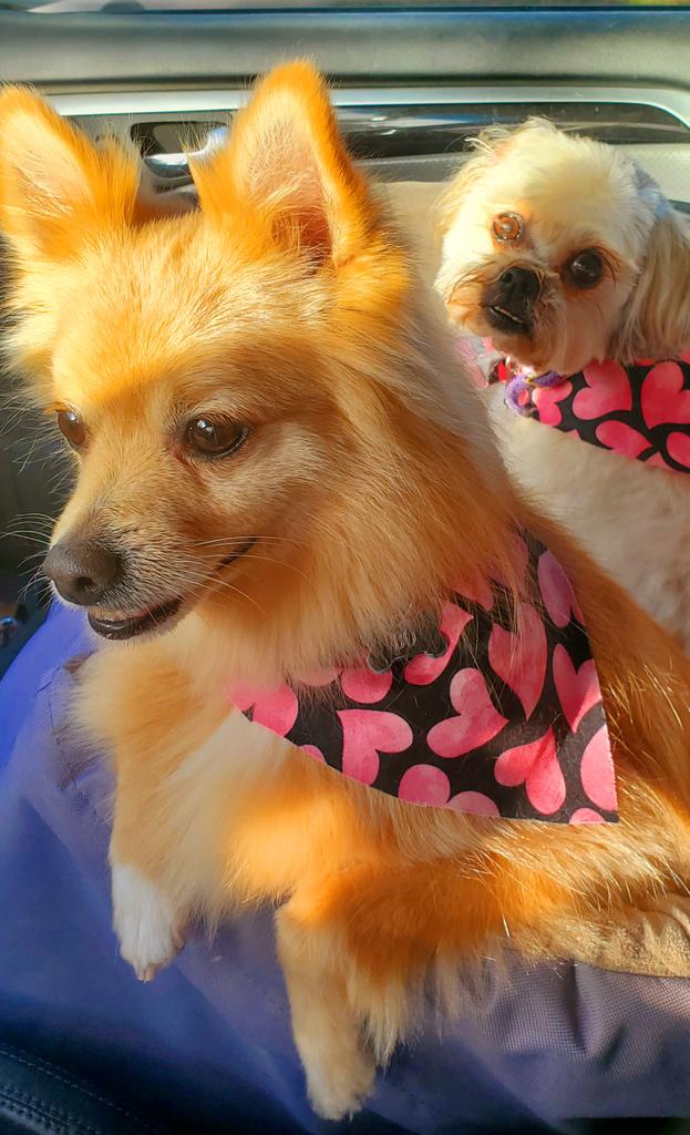 RedeemedofHim's tweet photo. My two little sweethearts ๐
#groomerday #smelldelicious https://t.co/xdcrdnofqo
