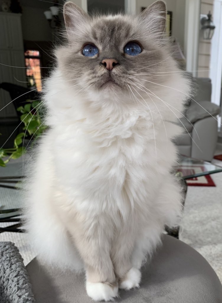 ElizGriff2016's tweet photo. Wishing you a wonderful #whiskerswednesday 
♥️😘Ari😘♥️ #Cats #CatsOfTweeter https://t.co/SmxYMbDJeN