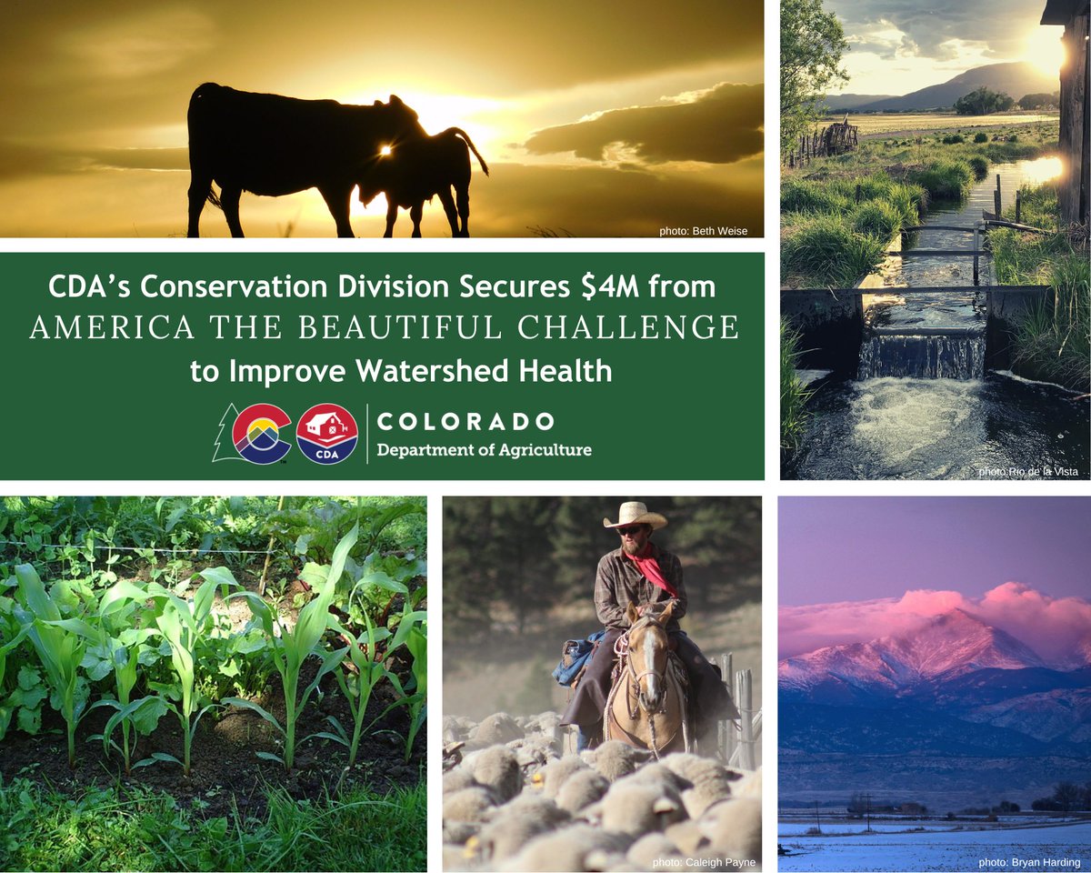 coagriculture1's tweet photo. CDA will receive a $4 million grant as one of 55 award recipients from the #AmericaTheBeautifulChallenge! Read about how CDA will use these funds to restore resiliency across the state here: https://t.co/M15ukXEXFS
#climatechange #biodiversity #conservation https://t.co/zuITFUVxF8