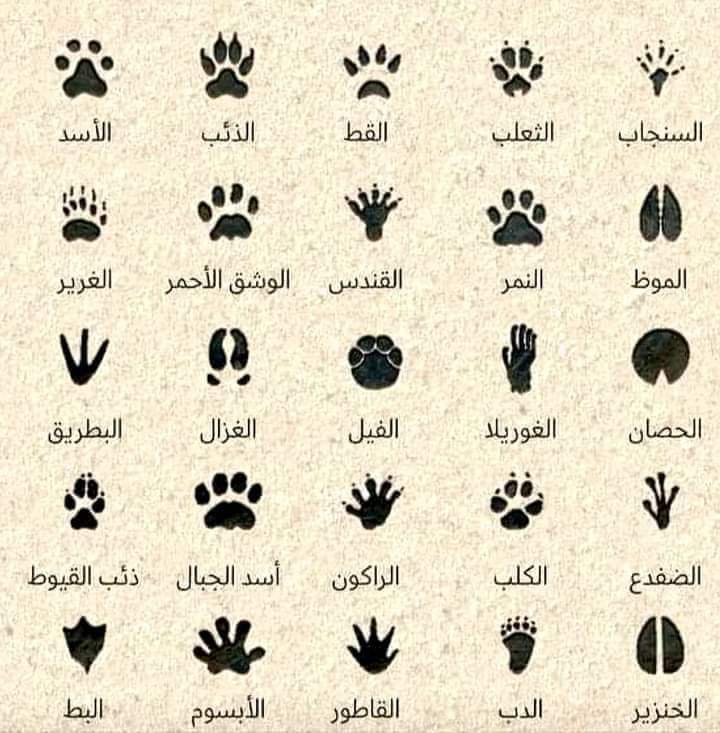 أثر خطوة الحيوان