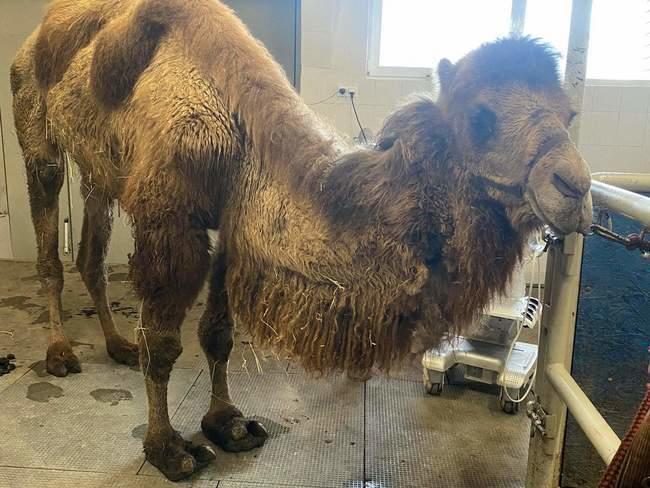 damian_zurawski's tweet image. Pewien znajomy śmiał dziś ze mnie, jakie jeszcze zwierzę uratuję..
No to wrzucam Wojtusia Wielbłąda i proszę Was o pomoc. Proszę o RT🙏

"W niedzielny wieczór parę minut po 22.00 zadzwonił do Justyny znajomy handlarz.1/2