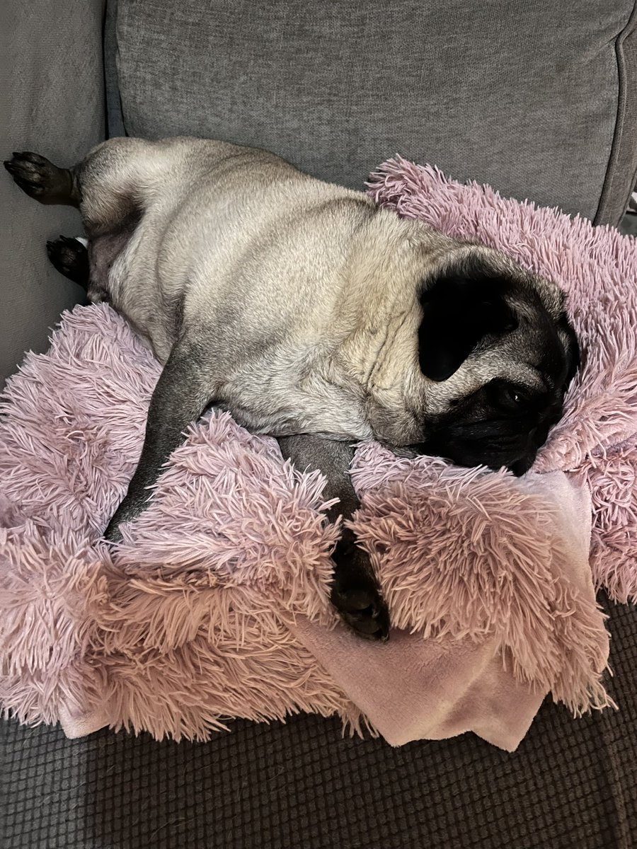 cday2906's tweet photo. Pup is getting old which means he’s going deaf! Which in turn means odd sounds wake him up and / or scare him… but it’s ok because he lets me and anyone that will listen know EVERY SINGLE TIME! 🙉😡🐾 https://t.co/qTH0PvTs2n