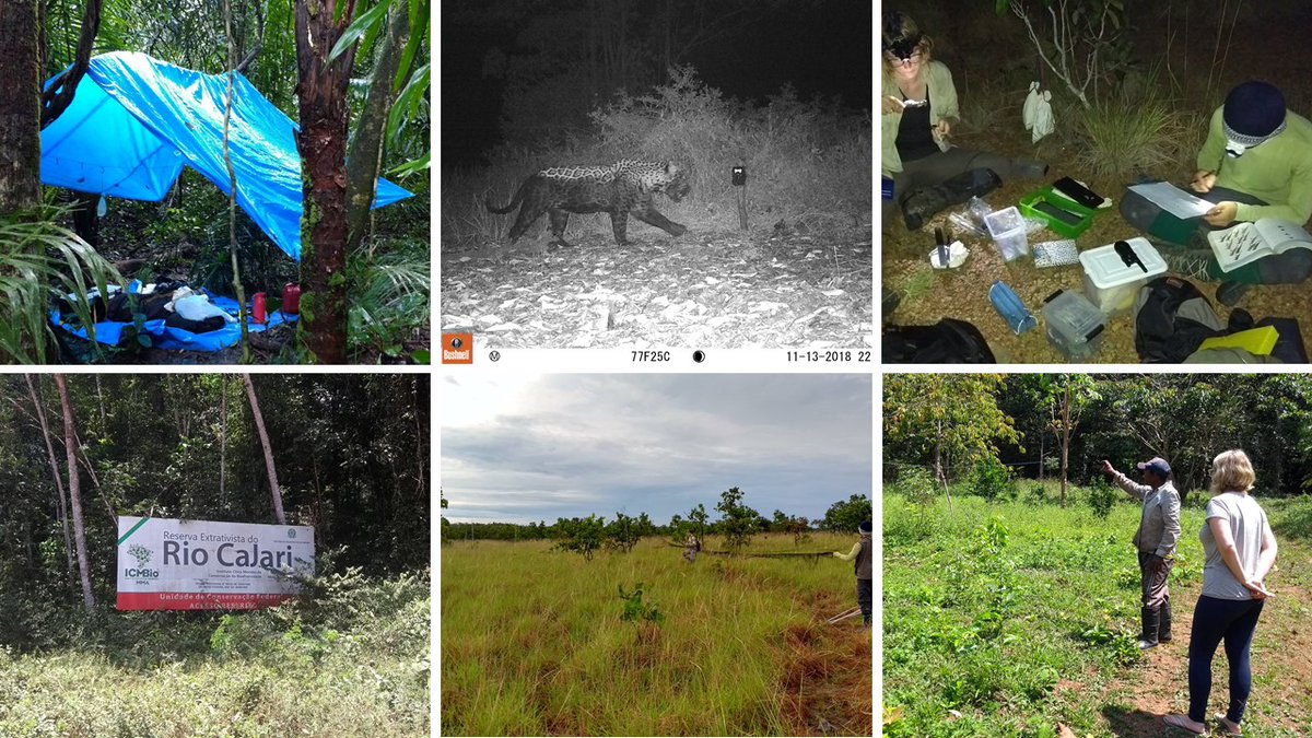 📢Would you like to do your masters in the Amazon? Access the selection process for the PPGBIO at UNIFAP (ppgbio.unifap.br/?page_id=261). Join our transdisciplinary @InsideNatGeo funded conservation science project in the Savannahs of Amapá🦇🐦#conservation #ecology #socioenvironmental