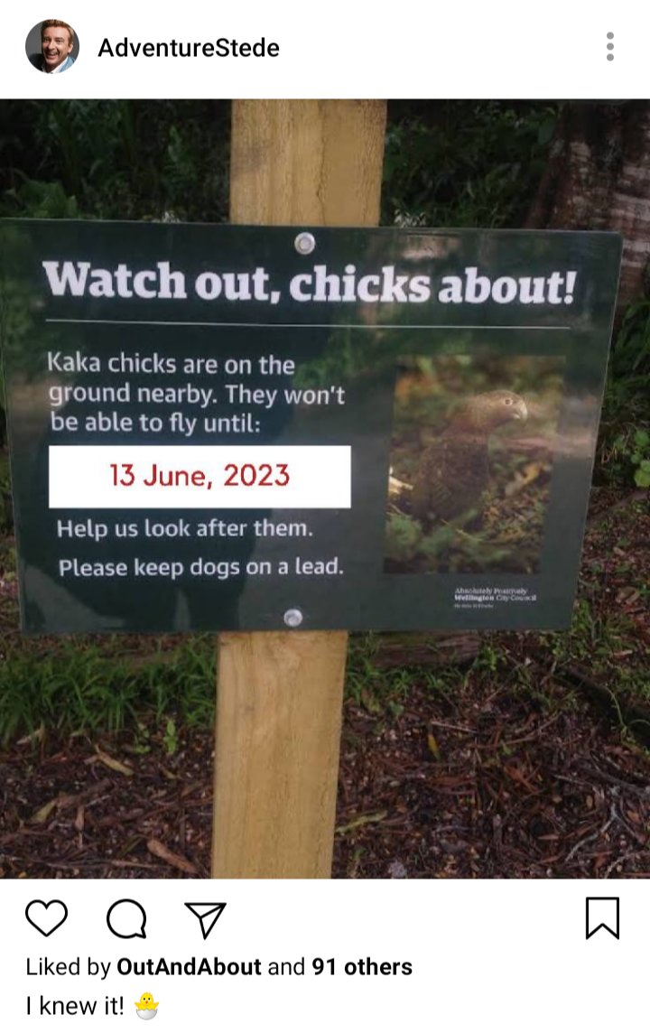 Stede's IG. Photo of sign warning about kaka chicks being on the ground, unable. To fly until 13 June, 2023. Caption reads "I knew it! 🐣" 