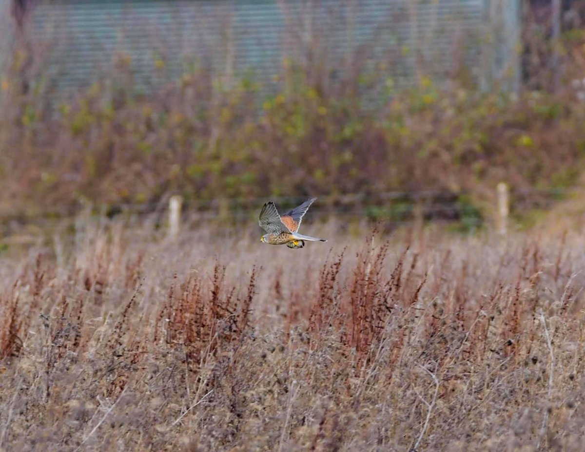 BarnyGas's tweet photo. Kestrel (with lunch!) @belmont_estate

#naturephotography #twitternaturecommunity #Nailseawildlife
#kestrel https://t.co/znsi7HAd23