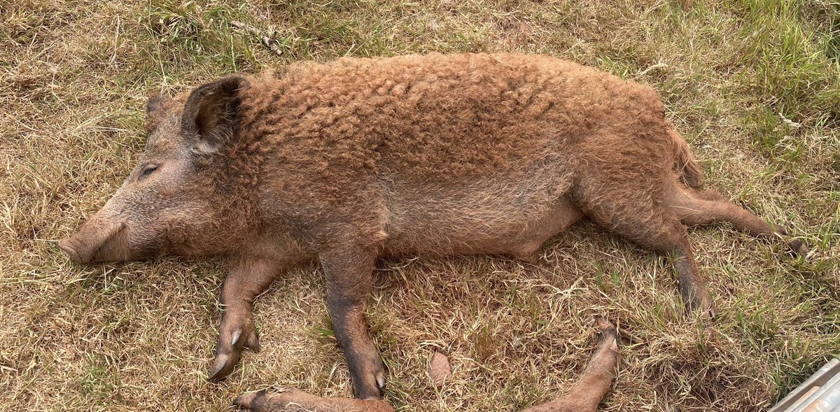 AmbiosLtd's tweet photo. #photooftheday #chilledoutpig #rewilding @SharphamTrust #sleepingpig #blair #mangalitza #rootling #natureconservationtraining #lowersharphamfarm https://t.co/gcgdlhlPDz for newsletter https://t.co/7rGt5C9Z78
