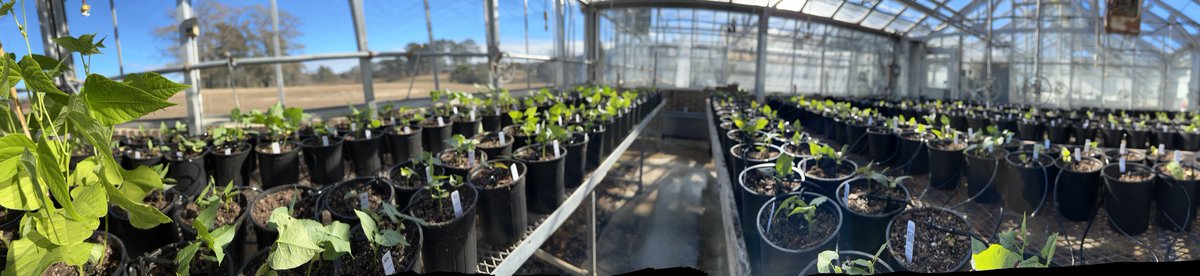 2022-23 butter bean seed increase is well underway!🫘 Looking forward to practicing our crossing skills soon 🔎 #plantbreeding #eatlimas