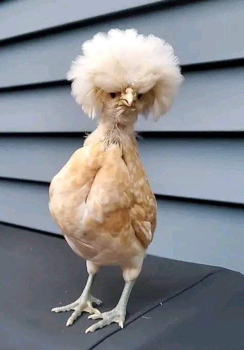 seedingIsscam's tweet image. Magic na Hatiperi asi ma runner eMwana ?