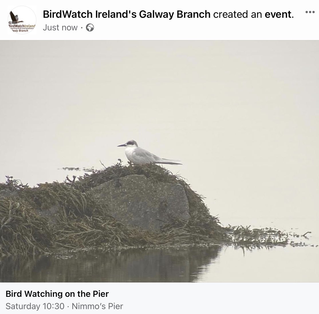 This Saturday 7th
@GalwayNPC 
@BirdWatchIE 
#galwaywildlife #Galwaybirds #birds #wings #birdwatching 
#galway #exploregalway #galwaycitylife #galwaycity #lovegalway
