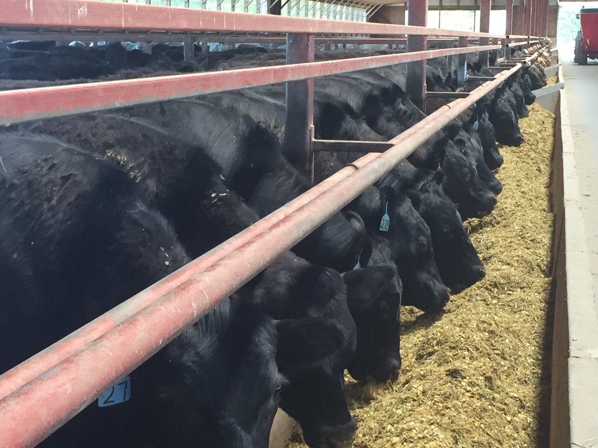 Position open and available at our South Feedlot in the Alliston #ontag area 
If you like working with cattle 
In modern facilities and equipment 
Long term full time position 
Benefits 
Equal opportunity employer 
DM for info