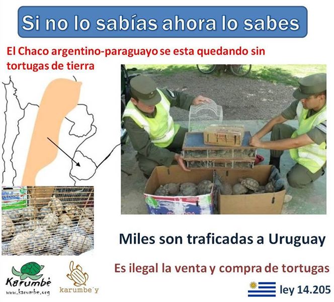 Karumbé tweet media