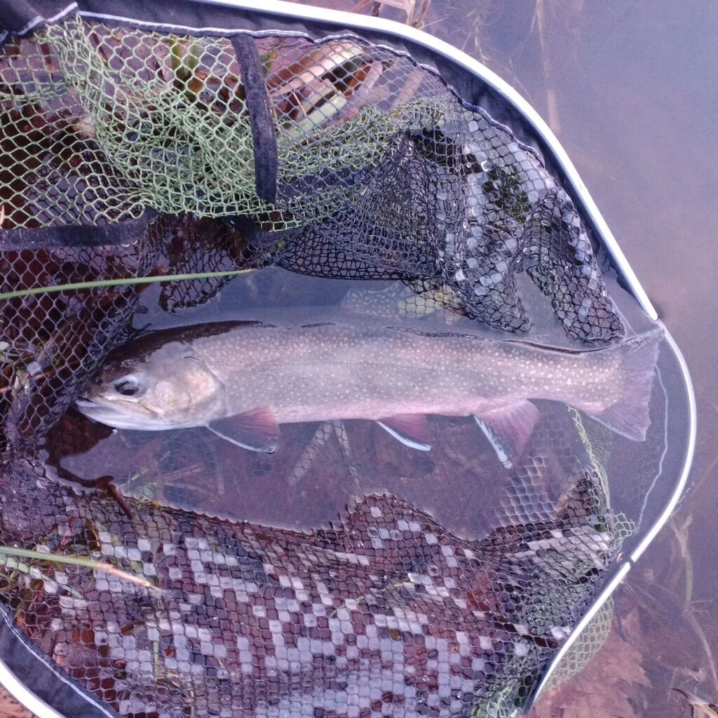 RDBFishing's tweet photo. 1er fish de l'année pris en sèche sur ma JMC Performer! 

#jmcperformer #jmcperfection #jmcequinox #jmcflyfishing #mouchesdecharette https://t.co/ZIHfj95I8f https://t.co/if4TxI8YxE
