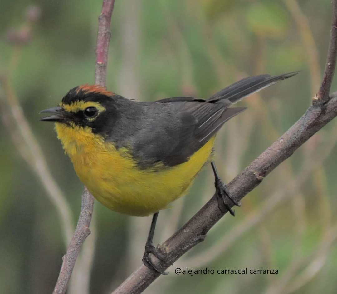 Alejandro781101's tweet photo. Spectacled Whitestart (Myioborus melanocephalus)
Matorral montano Santa Rosa (2800 m.s.n.m.) Celendín, Cajamarca- Perú.

#IncaFinch #celendín #photographybiodiversity #cajamarca https://t.co/TLMkSNbcRz