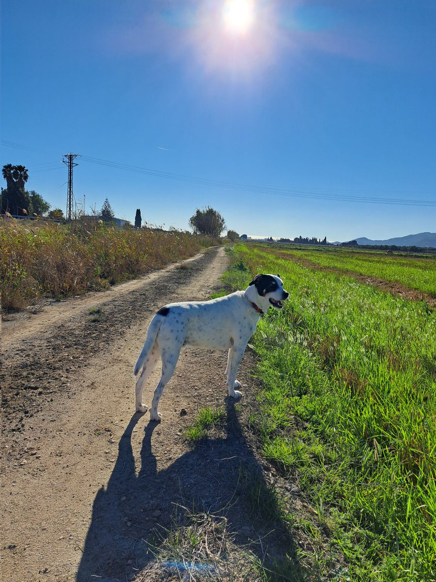 ada_tortugueta's tweet photo. Sempre junts🐶♥️🥰 ! #slatan #vacanses #canvis #TerresdelEbre https://t.co/V4W5HFYMbd