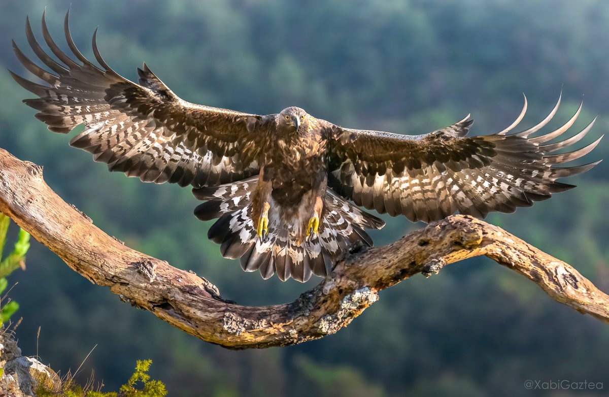 Águila real con todas las plumas de vuelo desplegadas: sueño desbloqueado.