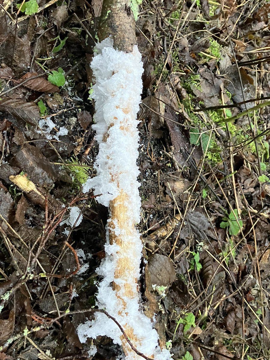 Natural Trossachs 🏴󠁧󠁢󠁳󠁣󠁴󠁿🇿🇦 tweet media