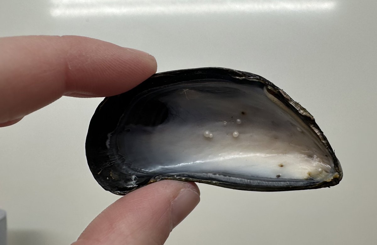 Look at these cool pearls in a mussel I am dissecting. Forget finding microplastics, this is exciting! 😂

#Microplastics #MarineBiology #MarineBiologist #Mussels #Mytilus #Pearls #Pearl #Science