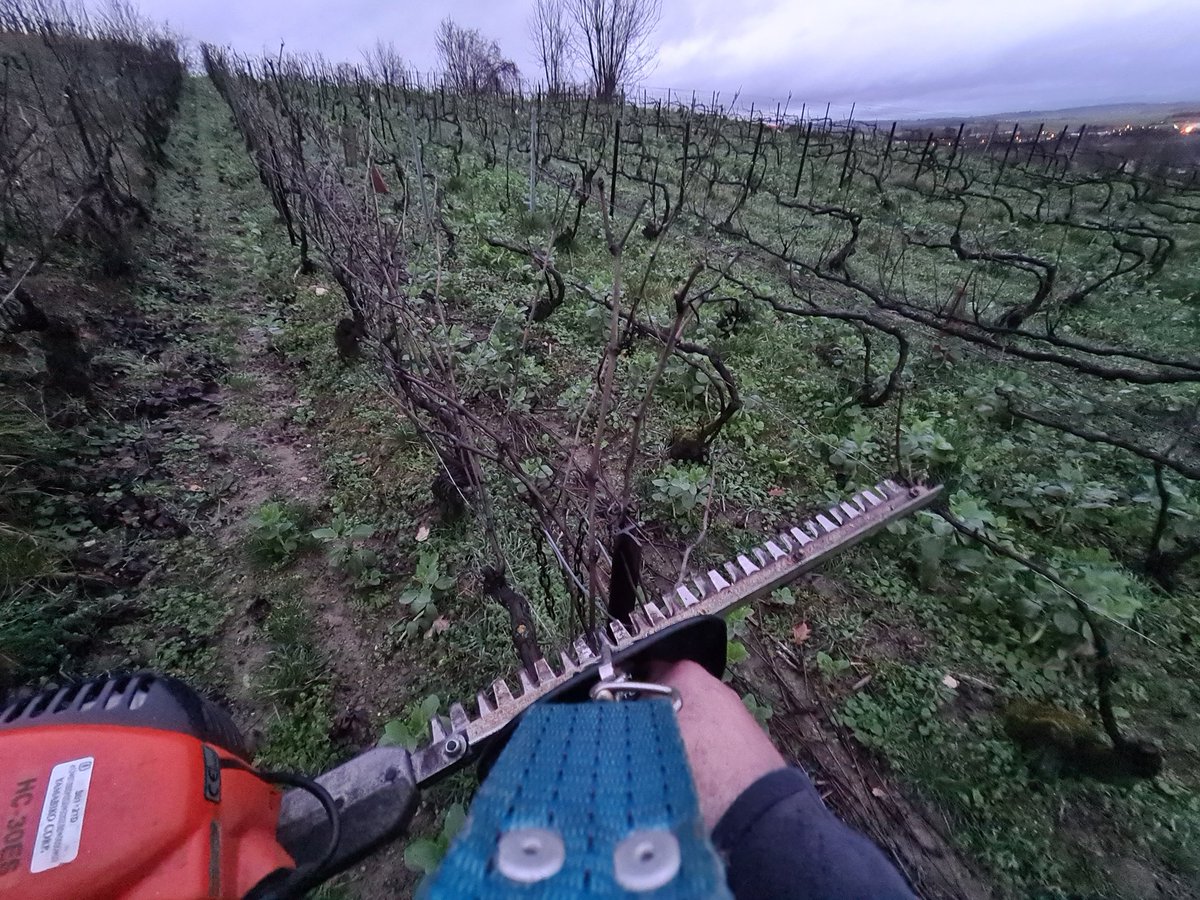 benoit51390's tweet photo. Pour finir la journée, une petite tournée de prétaillage au taille-haie.
Objectif: faciliter le tirage de bois lors de la taille.
#Champagne
📍#Vrigny
📌#LesFormonts
✂️#CordonDeRoyat https://t.co/ZBH7DXBPAx