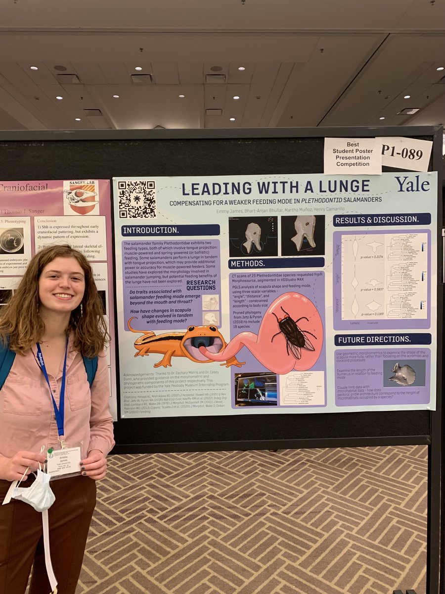 Henry Camarillo (@camarillo_henry) on Twitter photo Go check out <a href="/emmyljames/">Emmy James</a> poster presentation today at 4:30 where she shares her research on differences in salamander feeding morphology! #SICB2023 Go check out <a href="/emmyljames/">Emmy James</a> poster presentation today at 4:30 where she shares her research on differences in salamander feeding morphology! #SICB2023