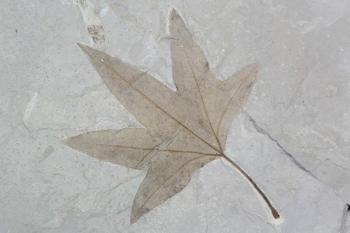 FossilBonanza's tweet photo. Ancient Habitat Activity! These fossilized leaves are from a real fossil site. Based on these leaves, what was there habitat? Warm/Cold? Wet/Dry?
I'll come back later for the reveal but answer below! (note the first leaf is about the size of a person).
#HabitatWeek #Paleontology https://t.co/EhoDiDDeF4