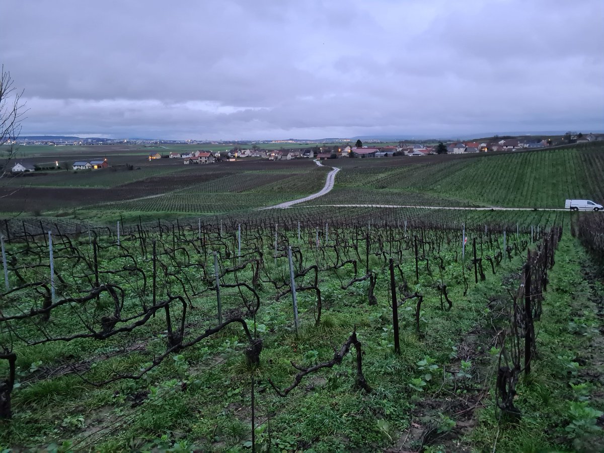 benoit51390's tweet photo. Pour finir la journée, une petite tournée de prétaillage au taille-haie.
Objectif: faciliter le tirage de bois lors de la taille.
#Champagne
📍#Vrigny
📌#LesFormonts
✂️#CordonDeRoyat https://t.co/ZBH7DXBPAx