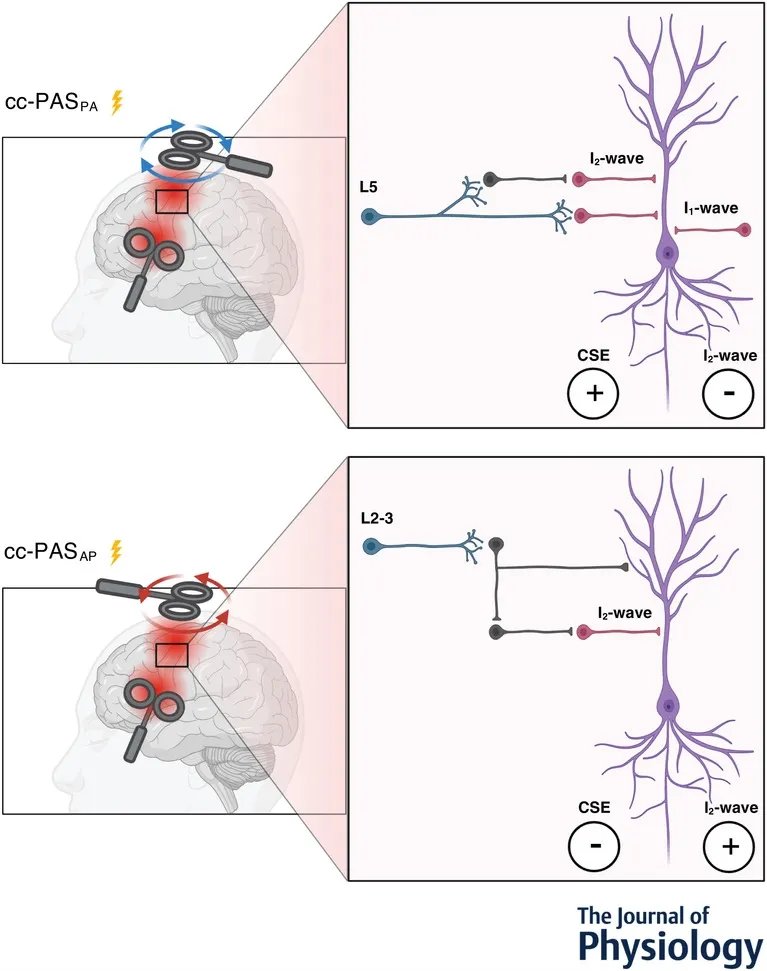 Research from Casarotto, Dolfini, Cardellicchio, Fadiga, D'Ausilio and Koch (UniFe Center for Translational Neurophysiology, <a href="/IITalk/">IIT</a>) looks at the mechanisms of Hebbian-like plasticity in the ventral premotor – primary motor network!
📜buff.ly/3GcjsUp
