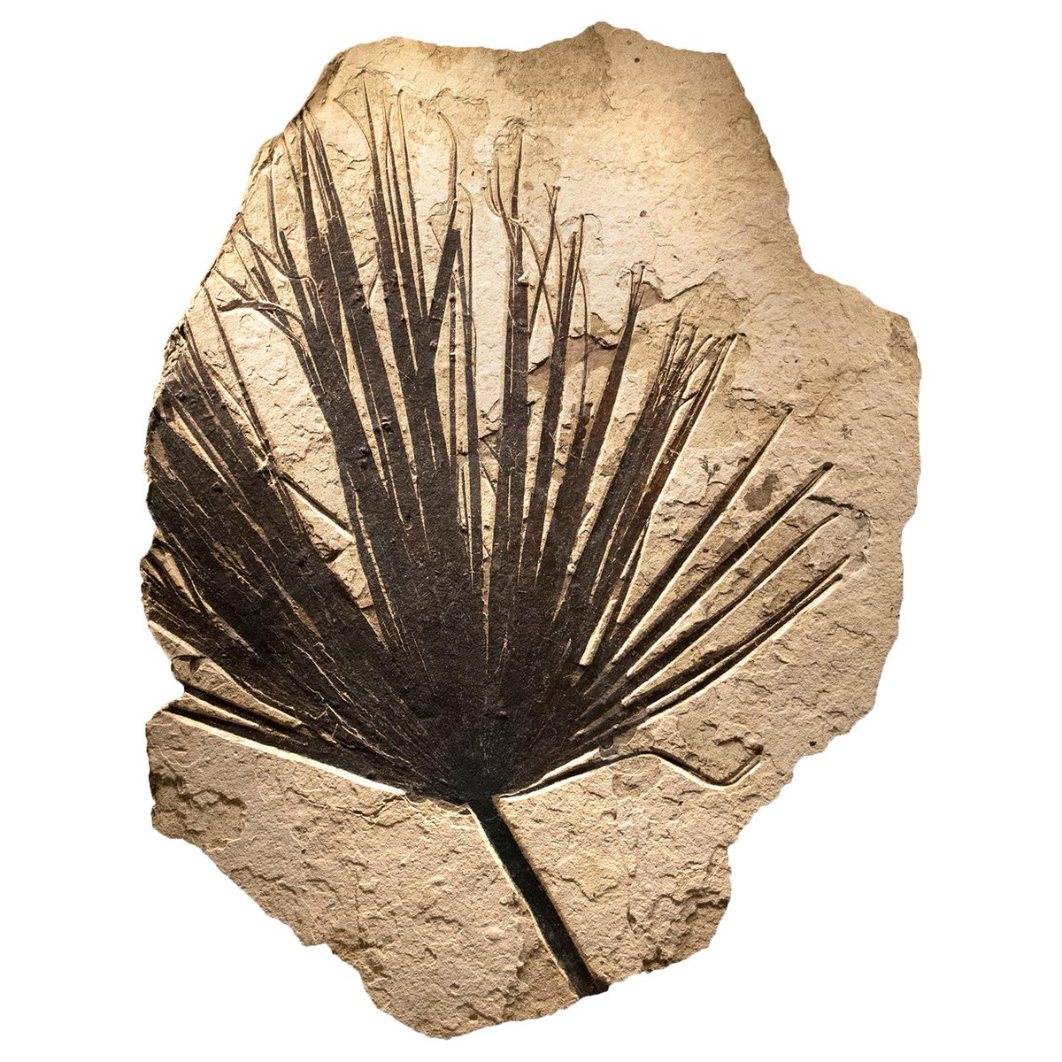 FossilBonanza's tweet photo. Ancient Habitat Activity! These fossilized leaves are from a real fossil site. Based on these leaves, what was there habitat? Warm/Cold? Wet/Dry?
I'll come back later for the reveal but answer below! (note the first leaf is about the size of a person).
#HabitatWeek #Paleontology https://t.co/EhoDiDDeF4